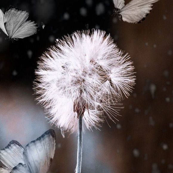 Meet your Posher, Soary - Picture 1 of 1